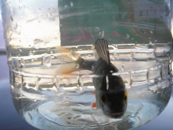 Алеша Колин | 