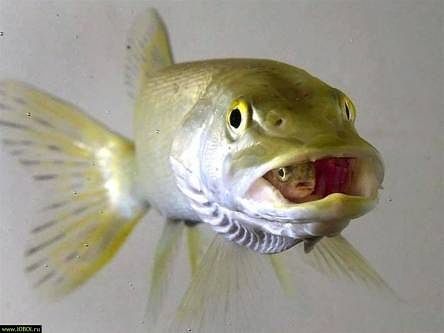 Олег Пахомов | Москва