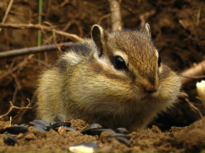 Дмитрий Лебедев Торст | Москва