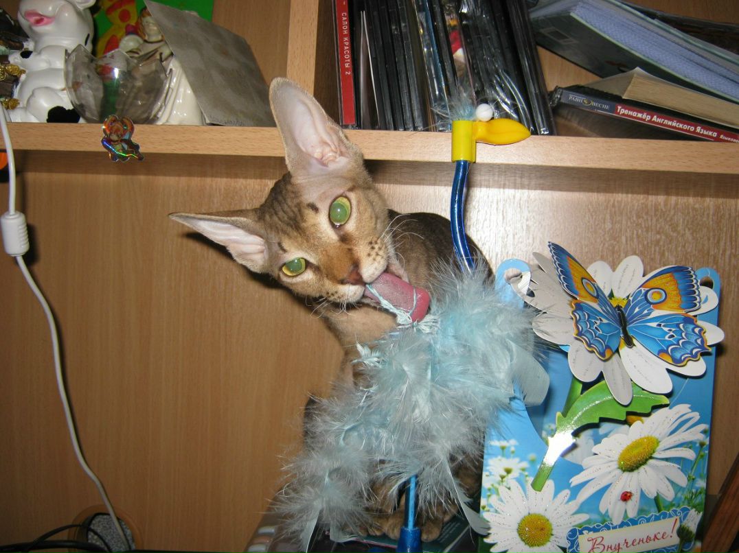 Наталья Загуляева | 