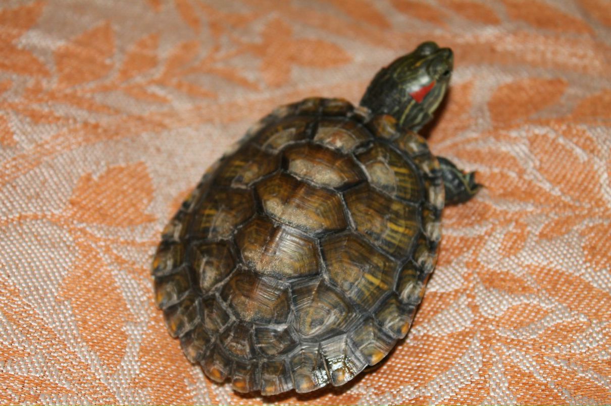 Евгений Смитенко | Томск