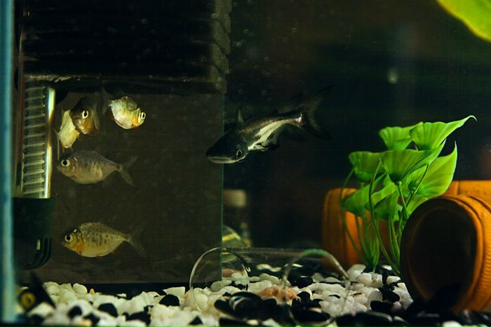 №50, Владислав, Самара №50, Владислав, Самара