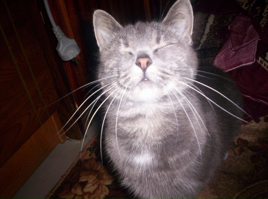 Карина Сызранова | Тихвин