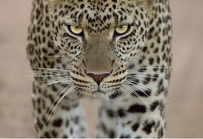 Василий Скаповский | Санкт-Петербург