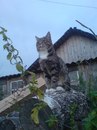 Фотография Суворова Николая