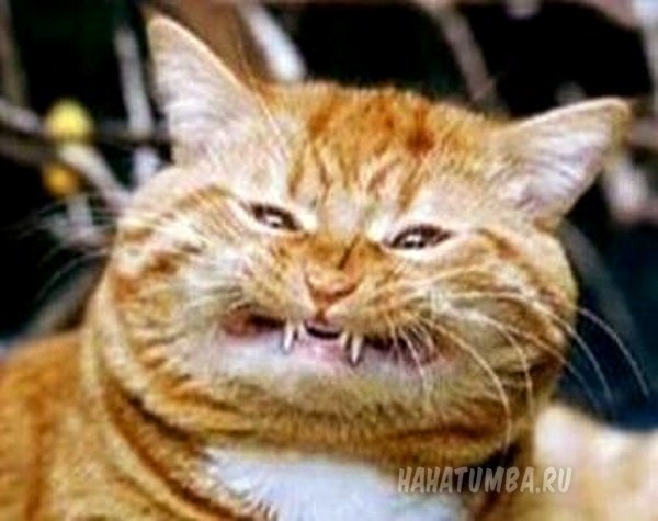 №17, Сергей Павлов, 42 года, Никольск №17, Сергей Павлов, 42 года, Никольск