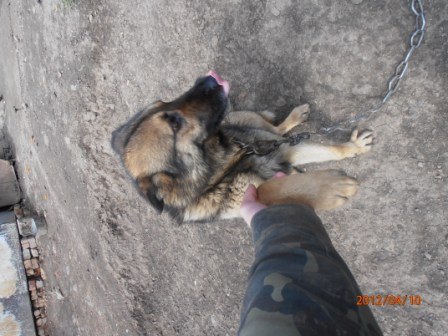 Андрей Бабенко Андреевич | Киев