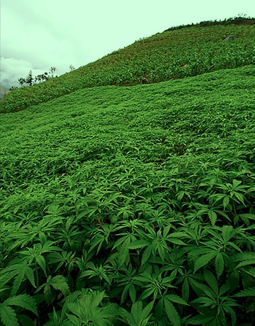 Natali Blackfish | Новосибирск