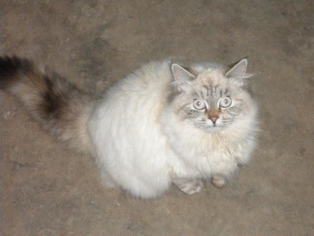 Василий Карпяк | 