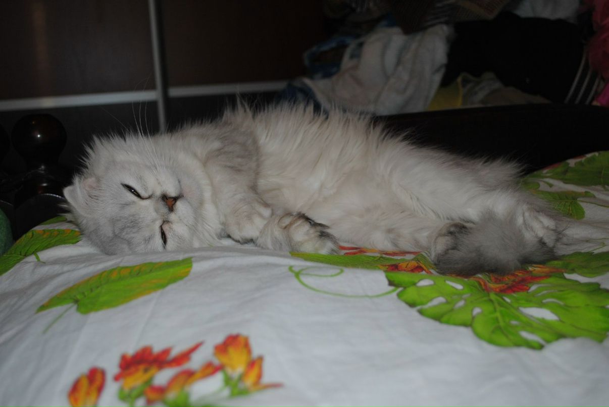 Андрей Лобанов GiggS | Люберцы