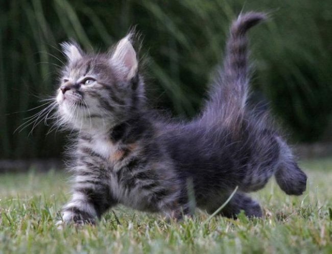 Артем Климов TimoN | Новосибирск