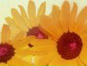 Светлана Бушмина | Киев