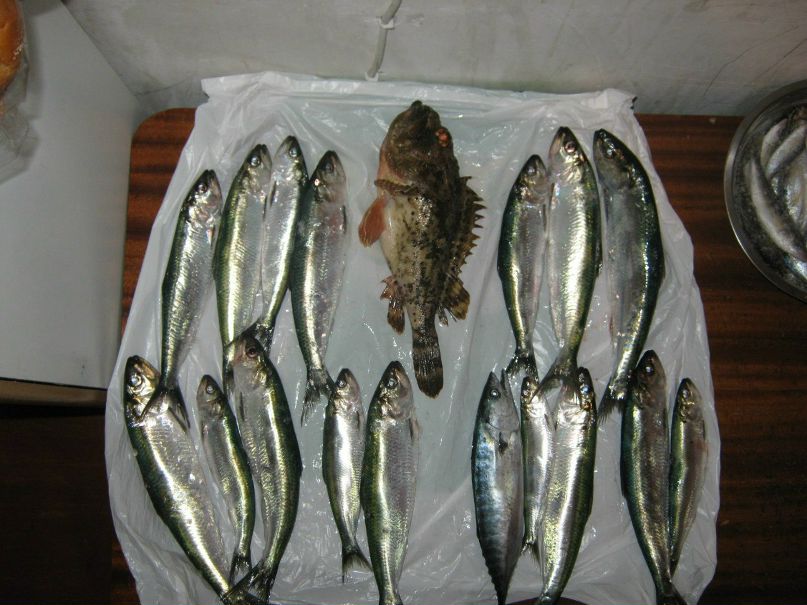 Алексей Казановский | Севастополь