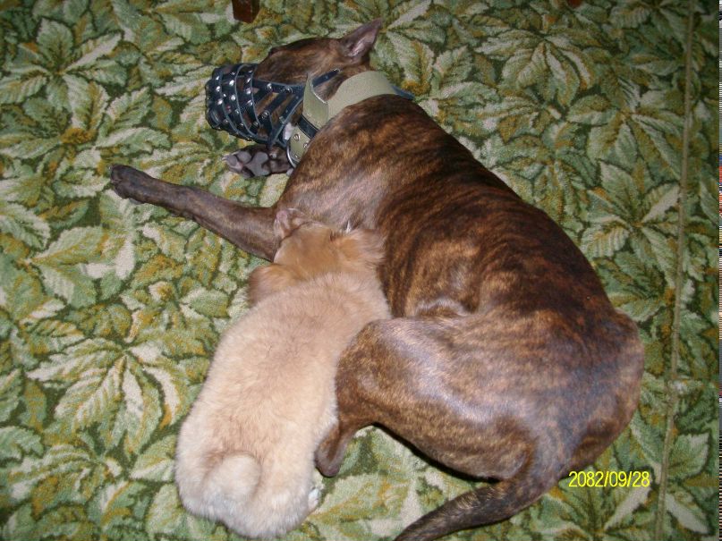 Мария Березовская | Запорожье