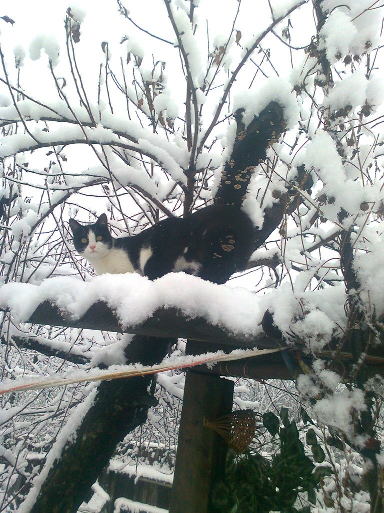 Ольга Сабашкова | Брянка