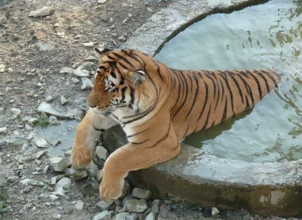 Расул Тлянчев | Москва