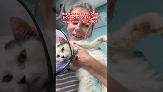 Кошечка из коробки, скоро операция