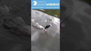 На то и воблерок AQUA Карась - что бы рыба не дремала @AquafishingNet2015 #shorts  #fishing #рыбалка