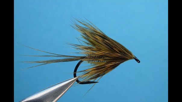 Brahma Ruffian tied by Hans