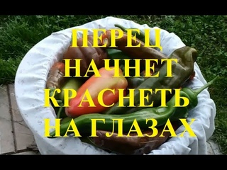 Что делать чтобы перец покраснел быстро Есть проверенный способ!