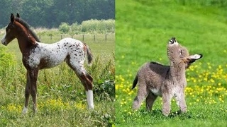 Cute Baby horse  Videos Compilation cute moment and Soo Cute!