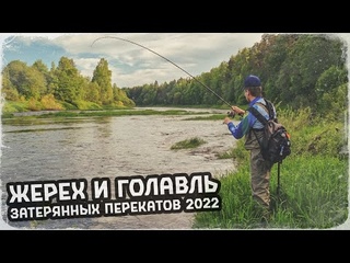 ЛОВИМ ЖЕРЕХА и ГОЛАВЛЯ 🎣 ДИКАЯ РЕКА ИЮНЬ 2022