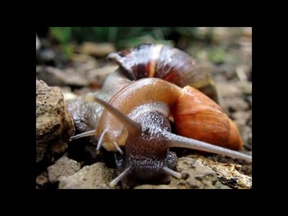 Cannibal Snail - Rosy Wolf Snail