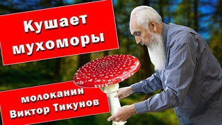 Кушает мухоморы молоканин Виктор Тикунов!