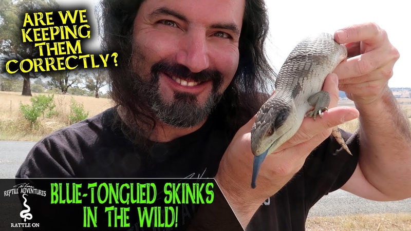 BLUE TONGUED SKINKS IN THE WILD (are we keeping them correctly
