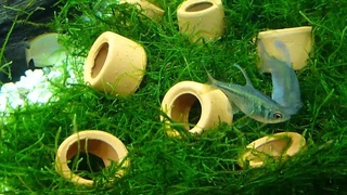 Diamond Tetras Courting Spawning and Fighting