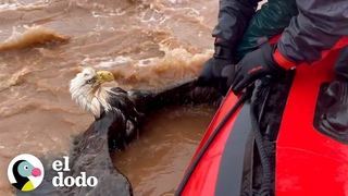 Hombre salva a un guila calva de ahogarse en un ro | El Dodo