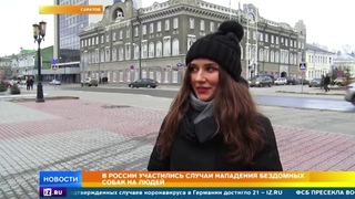 Случаи нападения бездомных собак на людей участились в РФ