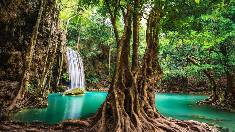 Instant Relief from Stress and Anxiety, Birds Singing in the Forest, Deep Healing Music for The