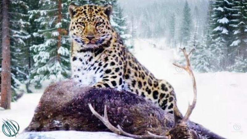 AMUR LEOPARD The Rarest Most Endangered Frost Fanged Feline in The