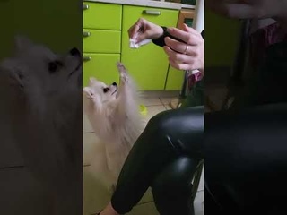 Super cute pomeranian stretches his paws for a delicious napkin   Супер милый шпиц тянется лапками з