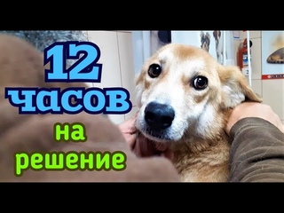 УСЫПИТЬ ЛЕЧИТЬ БЕЗДЕЙСТВОВАТЬ  12 часов на решение!!! Нужное подчеркнуть!...