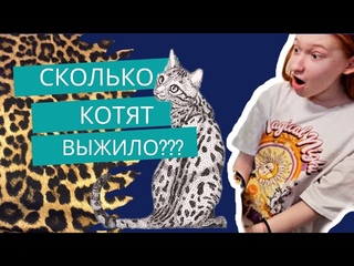 VLOG: роды бенгальской кошки, сколько котят выжило Что случилось