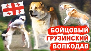 БОЙЦОВЫЙ ГРУЗИНСКИЙ ВОЛКОДАВ. УДИВИТЕЛЬНАЯ ИСТОРИЯ ЖИЗНИ. «Гордость Грузии» БУГА