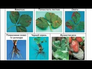 Минеральное питание клубники и защита от болезней и вредителей