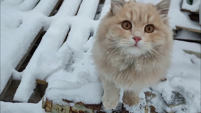 Пришла зима хватай лопату Как мы оттаивали