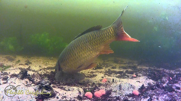 Complete Big Carp Drill underwater and above (