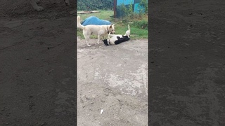 подпишись Очень вольная борьба #собака #dog #питомцы #shorts  #рекомендации#животные