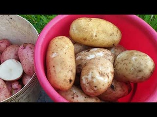 Какие сорта картофеля хорошо хранятся в подполе