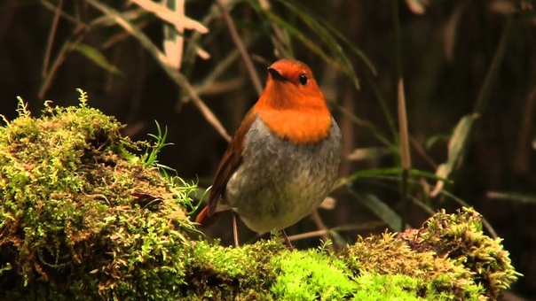 Японская зарянка, Japanese Robin, Erithacus ( Luscinia)