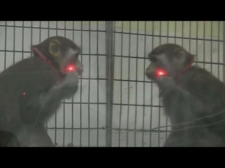 Os macacos reconhecem-se ao espelho - science