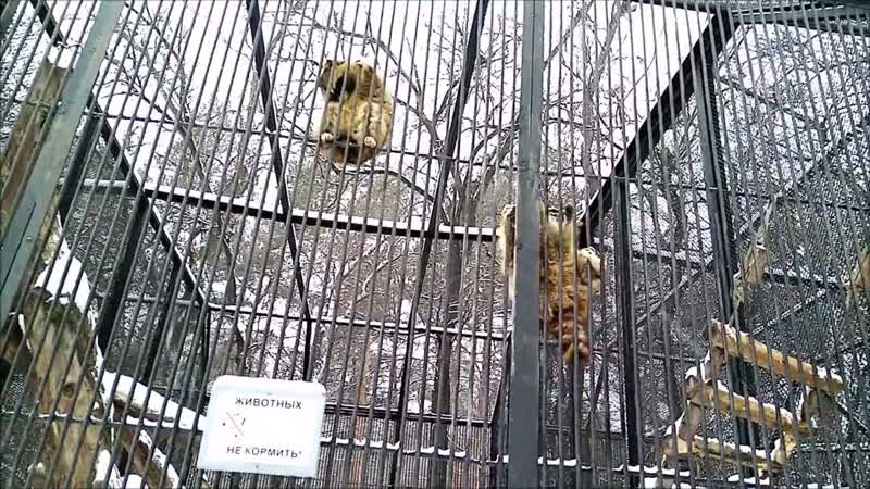 Еноты верхолазы