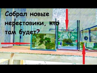 Разведение рыбок продолжается, каких рыбок посадил на нерестРазбросал Анубис по аквариумам.
