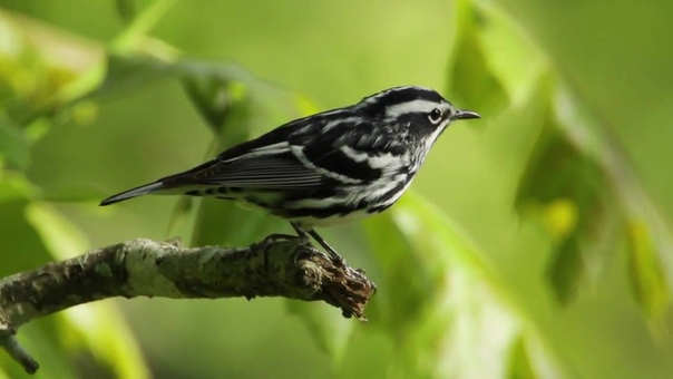 Пегий певун, Black and white Warbler, Mniotilta