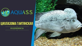Aquass - Цихлазома Гаитянская уход и содержание