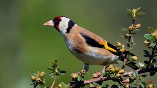 Черноголовый щегол (Carduelis carduelis)